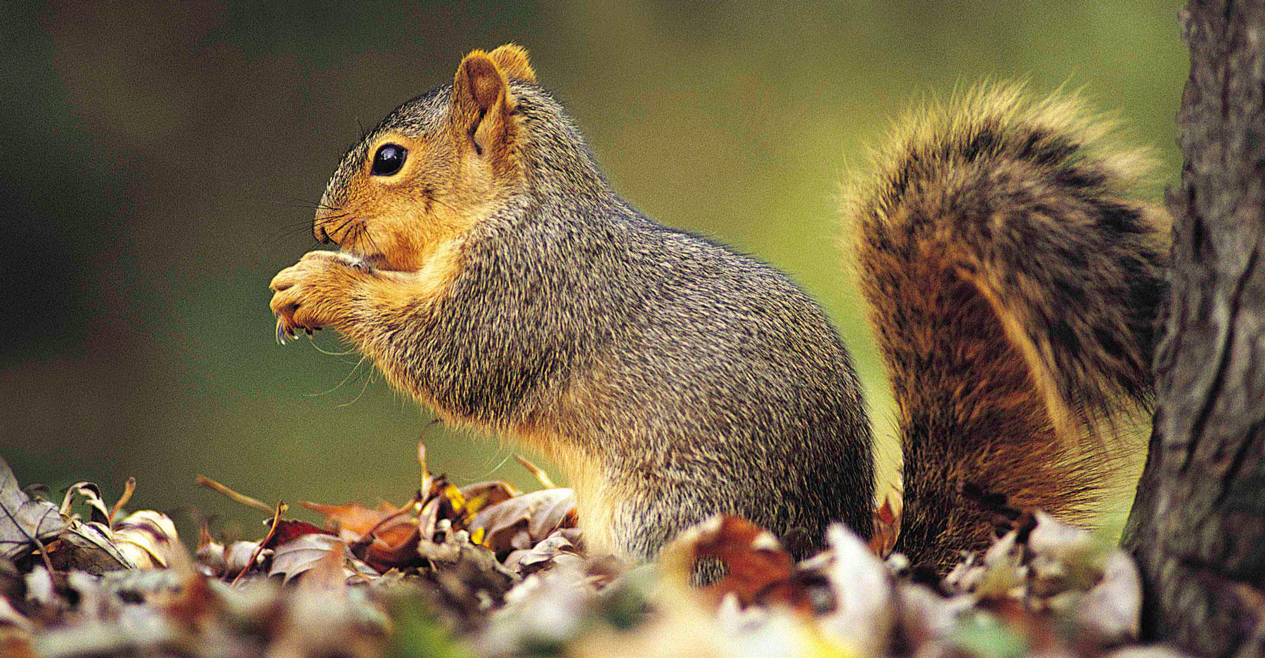Five Fun Facts for Squirrel Appreciation Day Discovery Blog Discovery