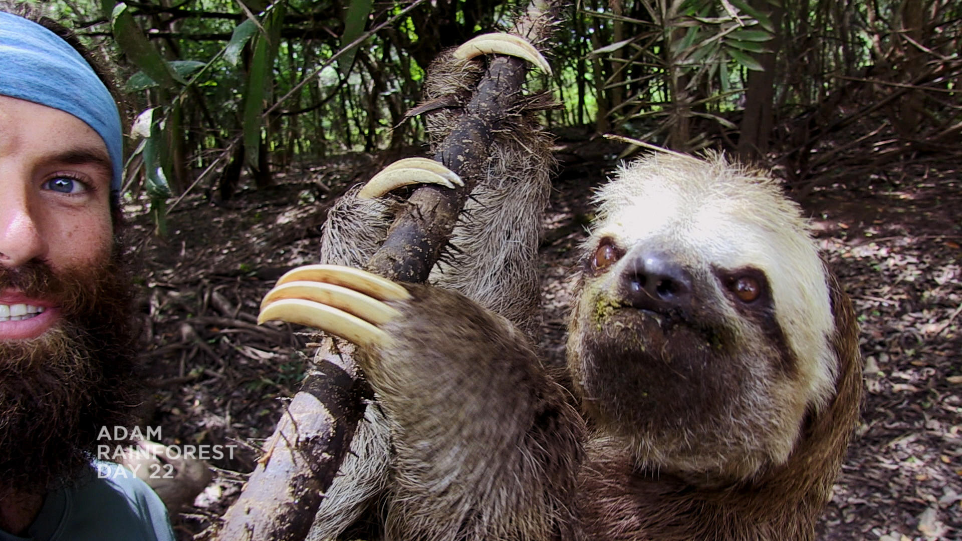 Adams Sloth Selfie The Wheel Discovery