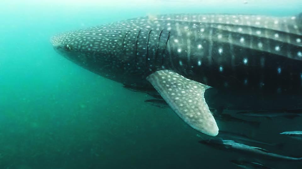 polka dotted whale shark.