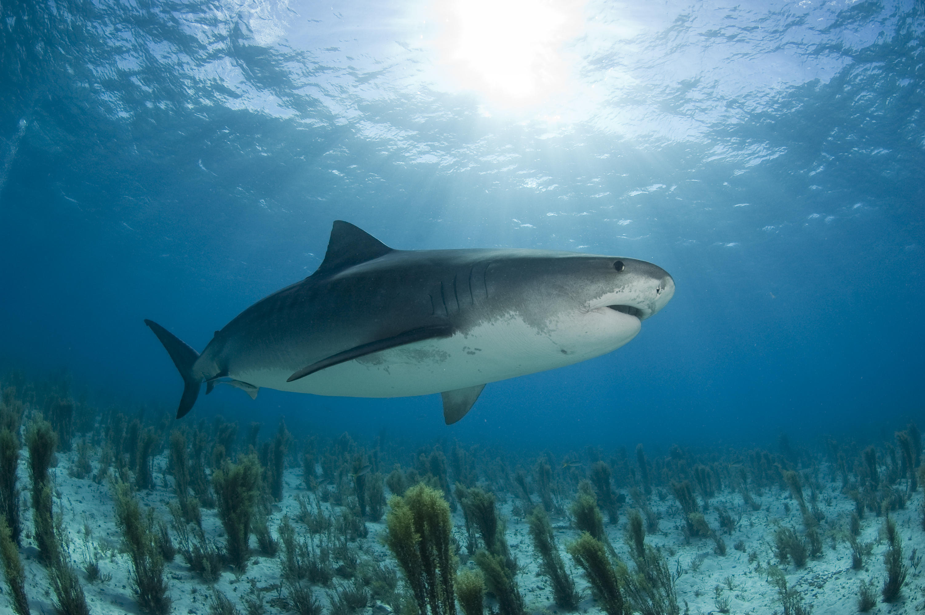 Happy shark chilling.