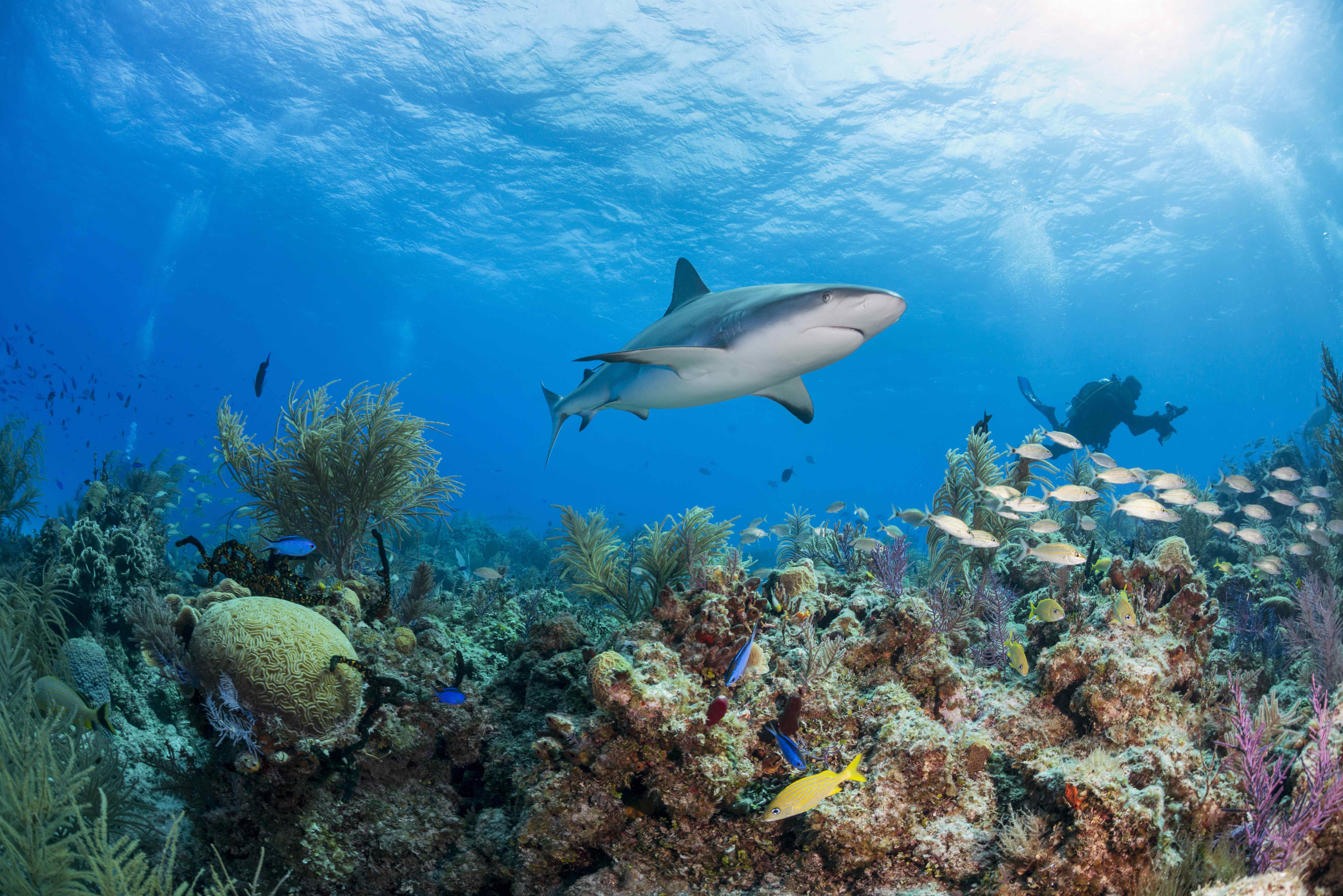 Tropical shark with diver.