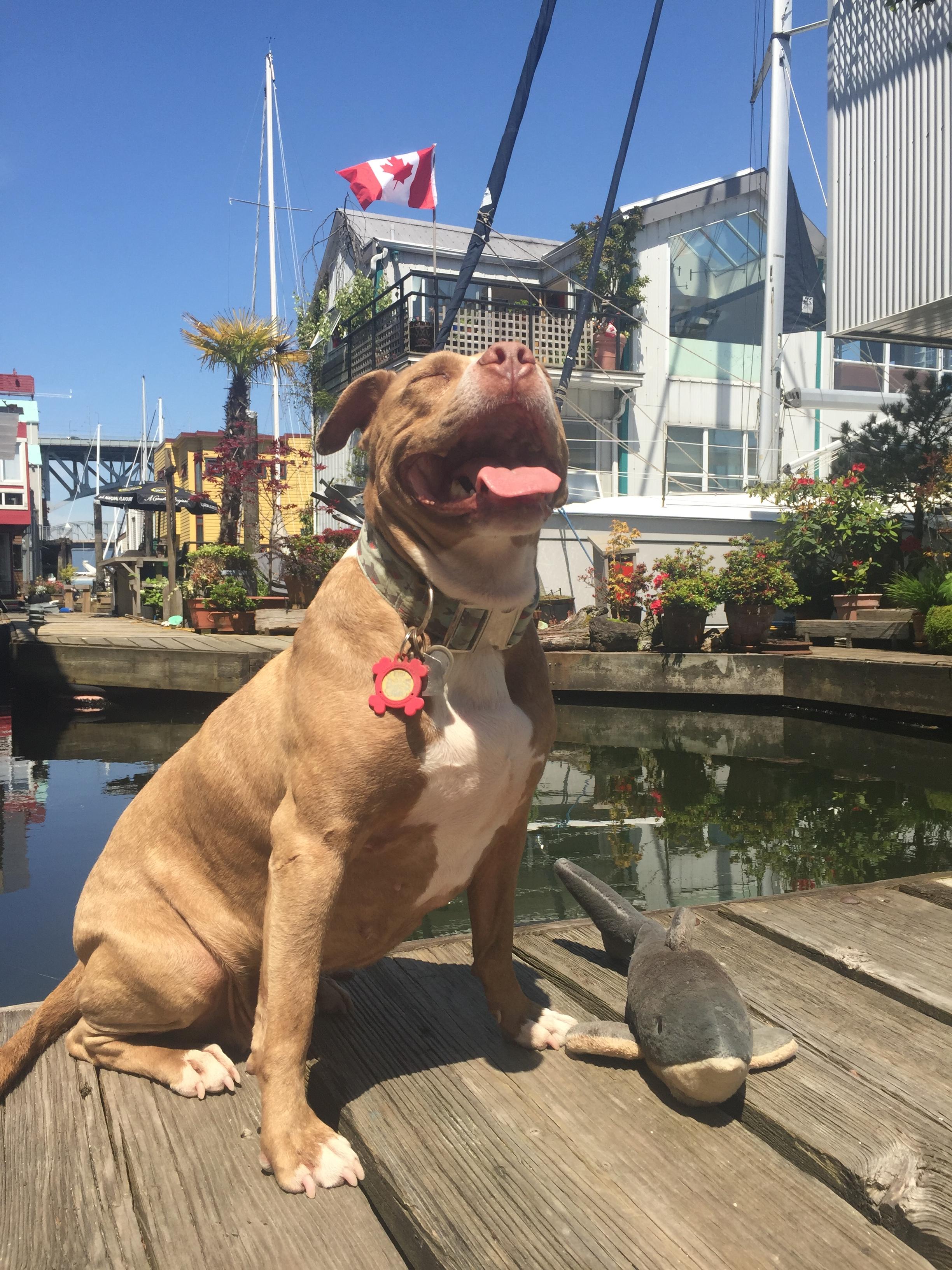 Get Excited For Sharkweek With These Adorable Shark Pups Shark Week