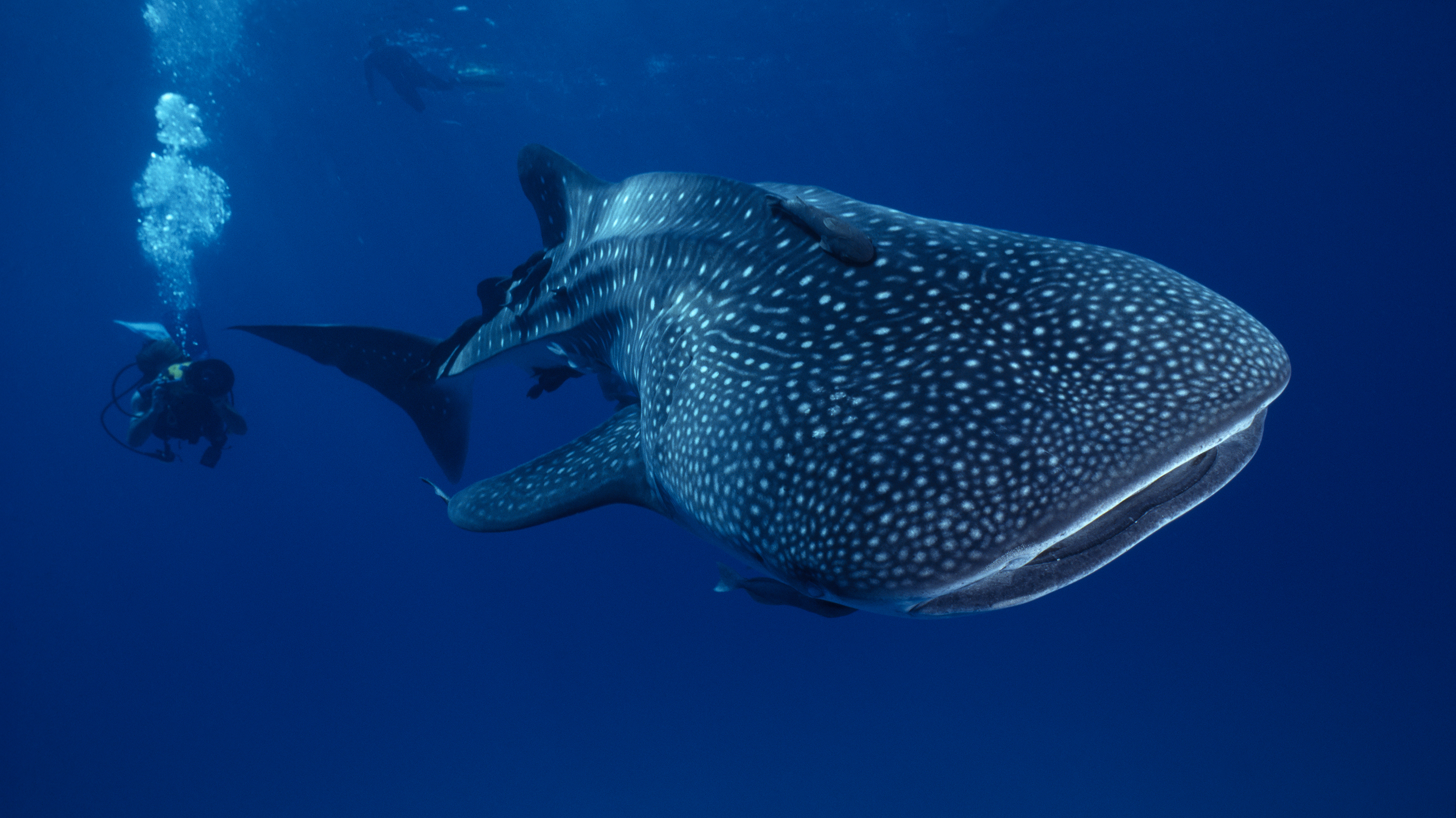 What Poop, Pee and Dead Skin Can Tell Us About Shark Populations Shark Week Discovery