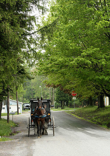 An Amish horse and buggy