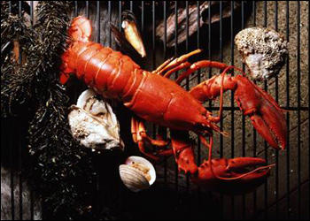 Lobster from Maine is a special treat. I recommend a simple preparation so as not to cloud the perfect flavor. Served with some homemade mayonnaise and a nice cold beer ... nothing is better.