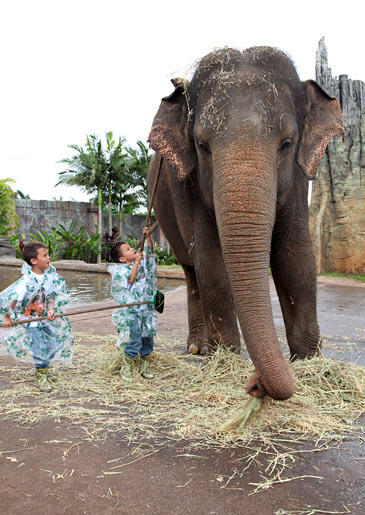 Bath time! The Gosselin boys bathe their new buddy at Australia Zoo.