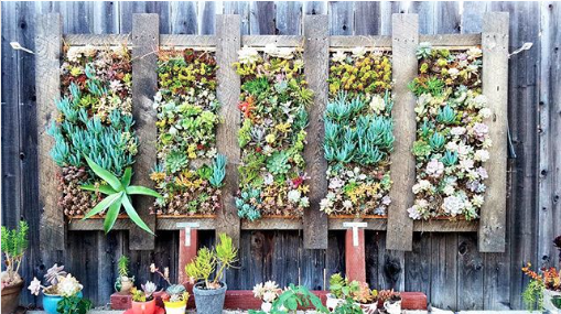 Succulent