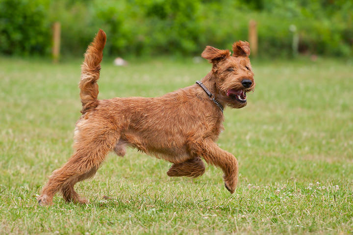 Called the daredevil of dogdom, the Irish terrier is brash, bold, assertive, playful, inquisitive, independent, strong-willed and ever ready for action and adventure.