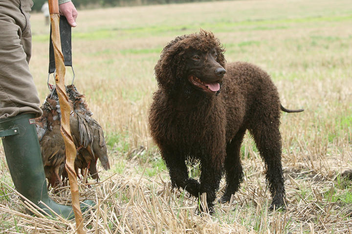 The Irish water spaniel goes at everything in life with gusto and enthusiasm. It loves to swim, run, hunt and play and needs a lot of exercise.