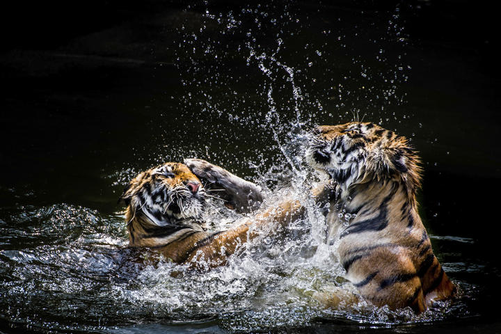tigers in water