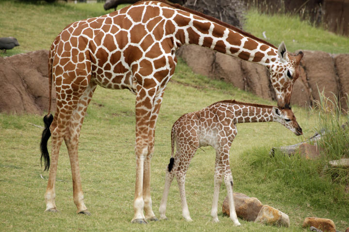 Giraffe Live Birth