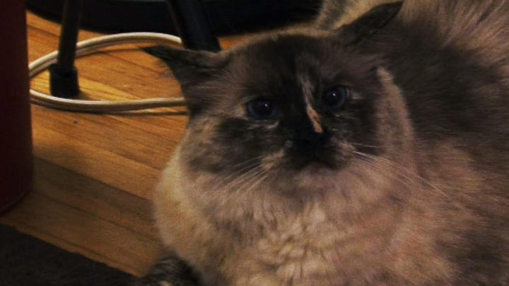 Jackson Galaxy S Most Hellish Moments My Cat From Hell Animal