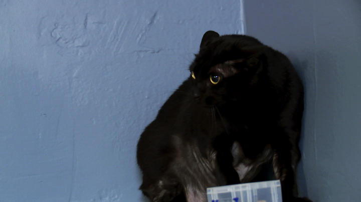 Jackson Galaxy S Most Hellish Moments My Cat From Hell Animal