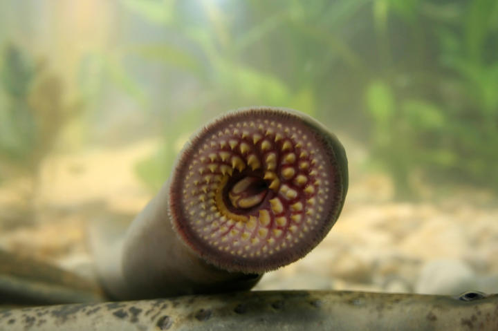 lamprey