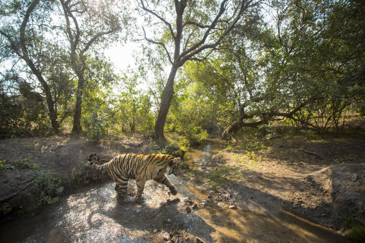 tiger crosses creek