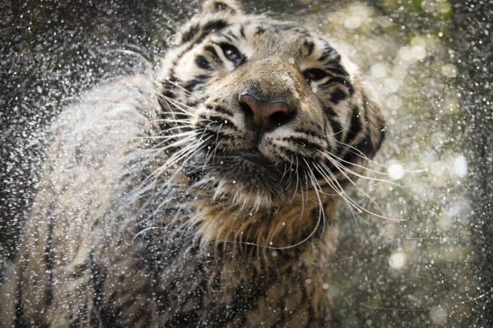 tiger shakes water off