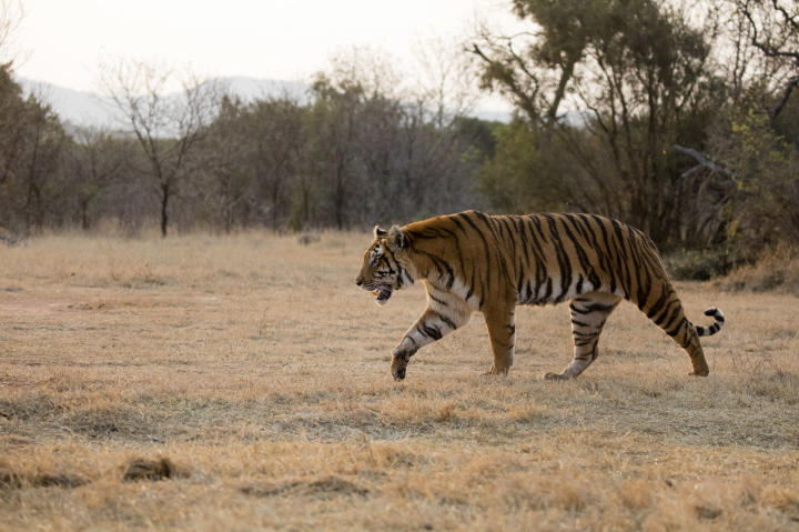 Tiger on the prowl