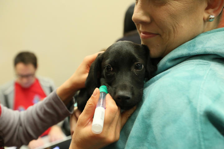 Embark Dog DNA Test