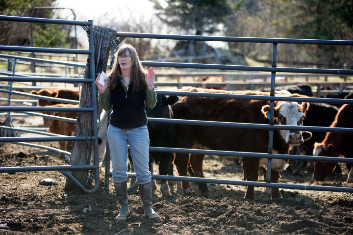 Charlotte Kilcher takes a moment to check on her cattle herd, making sure that the herd is all accounted for.
