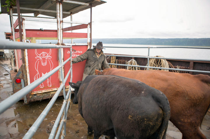Mark pens in the bulls as they get ready to be offloaded and led ashore on the other side of the bay. The new cattle will provide a new genetic line, which is crucial for the long term health of the herd.