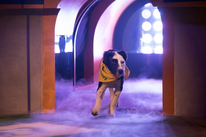 Puppy Bowl XIV MVP Bear