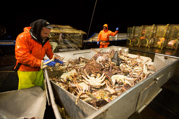 Northwestern deckhand Matt Bradley measures a crab.