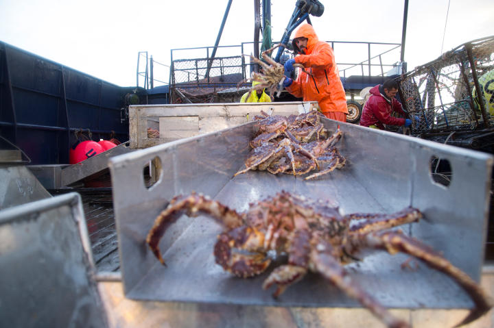 The Cape Caution crew sorts crabs.