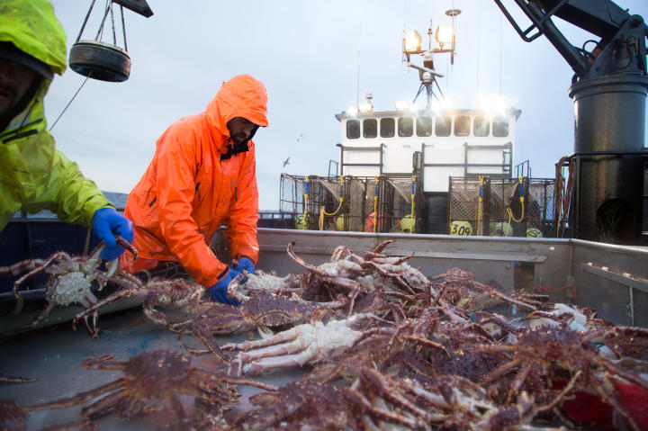 The Cape Caution crew sorts crabs.