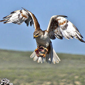 What wild animals live in north america