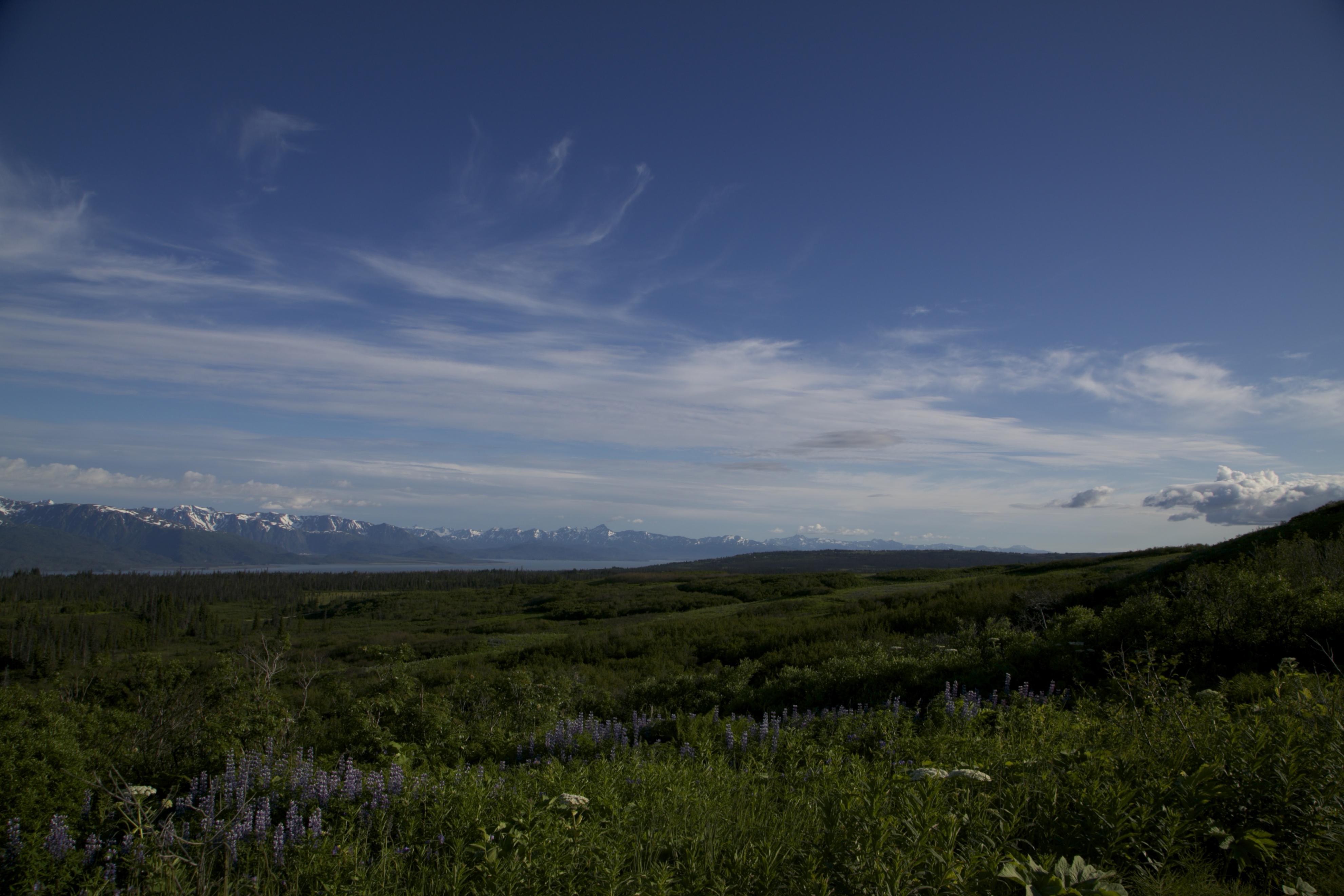 Colorful wild flowers dot the landscape of Alaska.