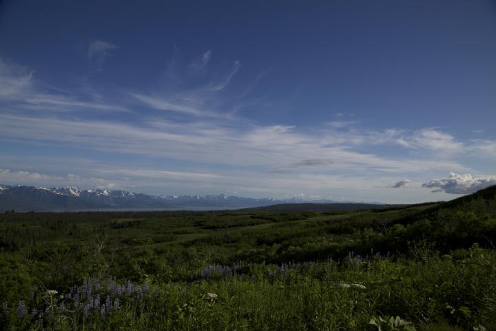 Colorful wild flowers dot the landscape of Alaska.