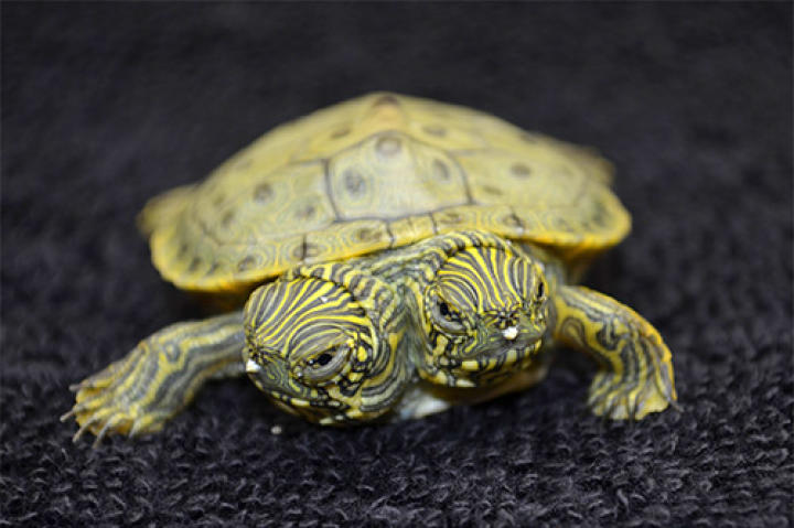 Thelma and Louise, a two-headed turtle born June 18, 2013, at the San Antonio Zoo.