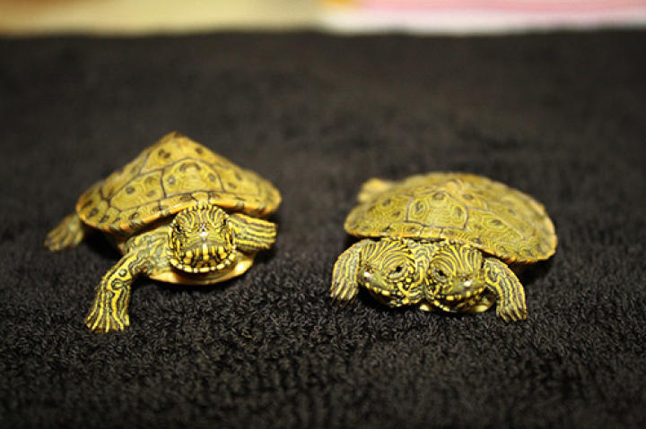 Thelmas and Louise next to a sibling.
