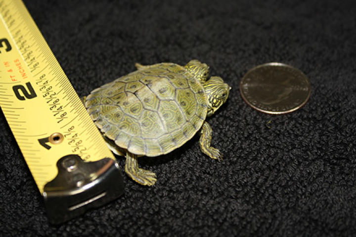 A quarter and tape measurer are used to show how big Thelma and Louise are.