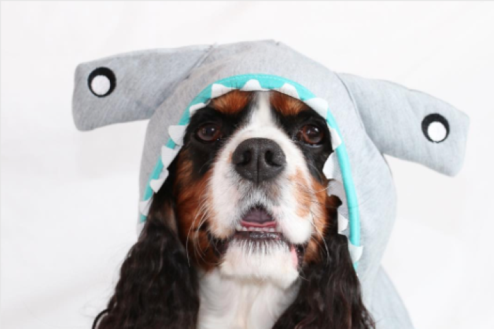 shark