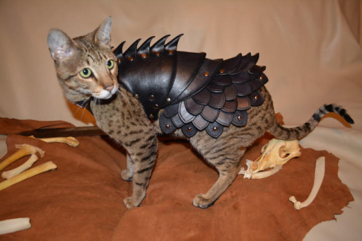 cat-battle-armor-02