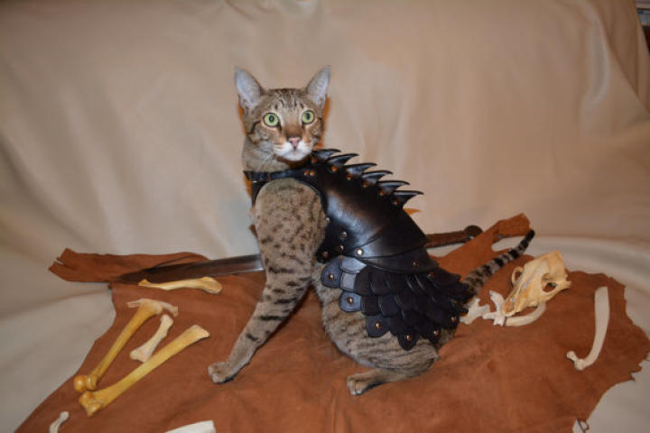 cat-battle-armor-04