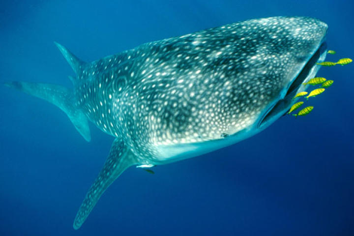 Whale Shark (Rincodon typus) prepares to consume Golden Trevally.
