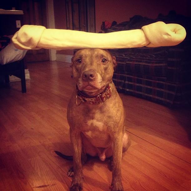 pit bulls and parolees photos and more pit bulls and parolees animal planet