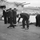 Mascots serve to keep up morale and in this case with 'Blackie' the cat can also serve as an on-board vermin exterminator. In this image Winston Churchill is apparently stopping Blackie from jumping ship during the Atlantic conference in August 1941.