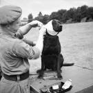 Mine-detecting dog Jasper gets medical treatment in Normandy in July, 1944.