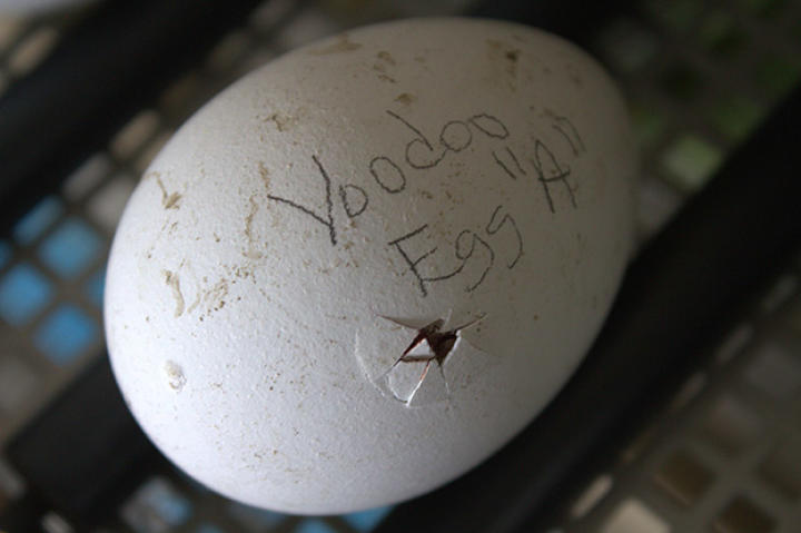 Voodoo starting to hatch!