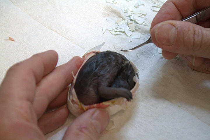 Marina in shell getting assisted by Darwin.