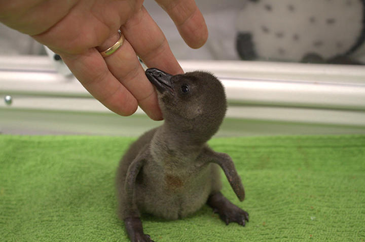 Penguin number three resting on Darwin's finger.