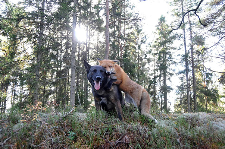 fox-hound-01