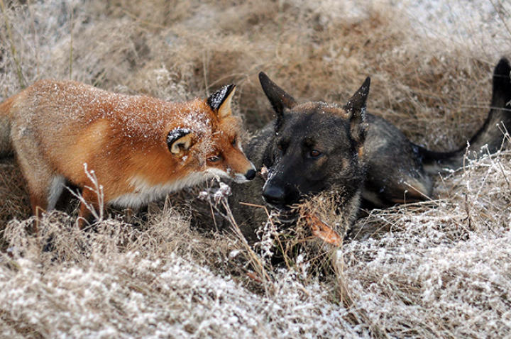 fox-hound-02