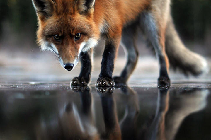 fox-hound-03