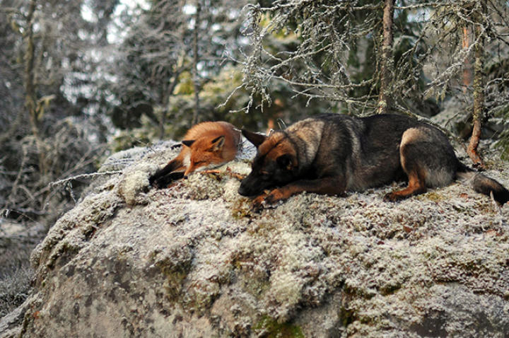 fox-hound-04