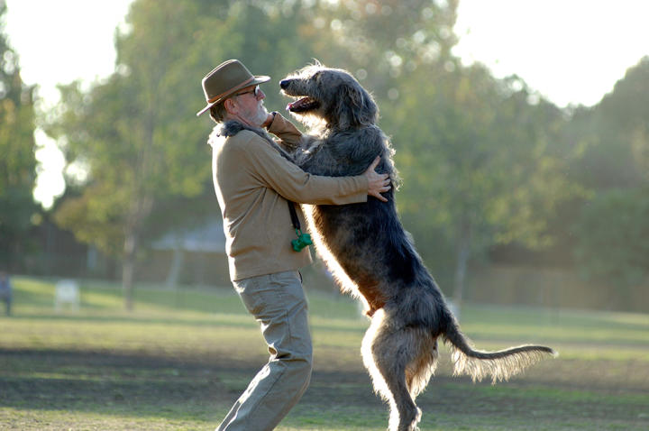 Aptly known as the gentle giant, the Irish wolfhound is a soft-natured, easygoing breed.