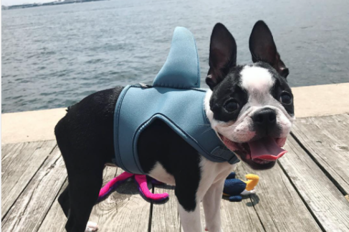 shark